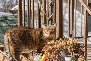 prr prr cats