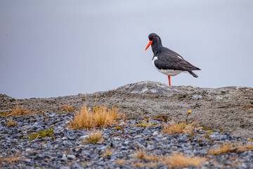 Eurasian oystercatcher (Haematopus ostralegus) also known as the common pied oystercatcher, or palaearctic oystercatcher,Northern Norway,scandinavia,Europe
