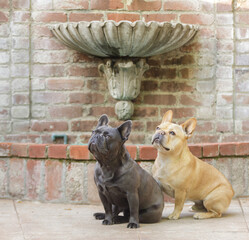 Blue Isabella and Red Tan Male Frenchies Looking Up next to a Classical Wall Fountain.