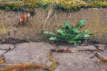 dandelion leaves on the ground