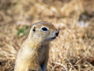European gopher is looking at camera on the lawn. Close-up. Portrait of a rodent.
