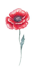 Poppy flower. Watercolor illustration. Hand-painted