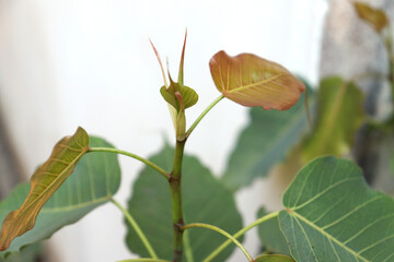 Pipal Tree (Ficus religiosa) plant Spruce leaf. with white background