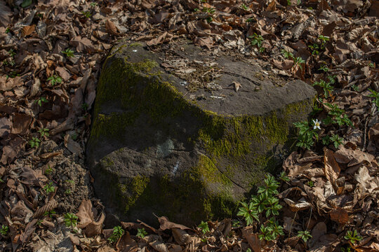 The big stone is in a beautiful forest.