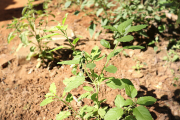 Hindi Name: Tulsi English Name: Holy Basil Latin Name: Ocimum sactum Linn Penn. with blur background