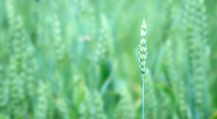 Wheat field, Agriculture, farming, agronomy, industry concept.Selective focuus.