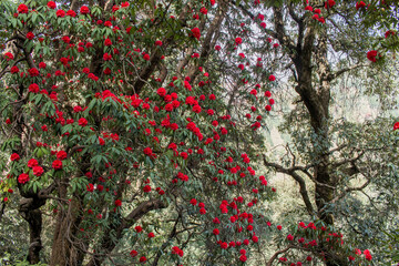 Rhododendron flowers blooming in Spring