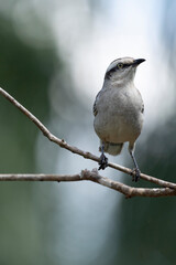 The chalk-browed mockingbird or 
