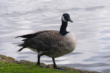 country goose on the water