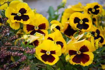 fiore giallo e rosso