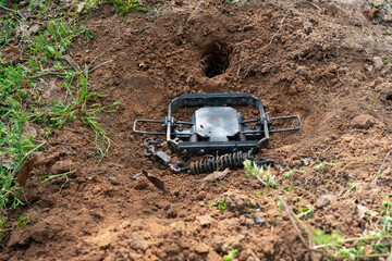 Coyote rubber jaw leg hold live trap in a dirt hole set. For wildlife predator control. - obrazy, fototapety, plakaty