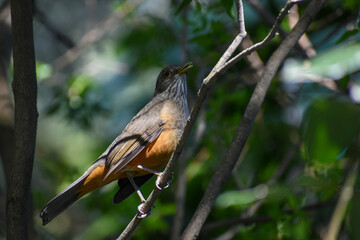 rufous-bellied thrush (Turdus rufiventris) singing