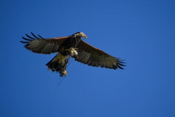 Harris's hawk (Parabuteo unicinctus) in flight carrying nesting material