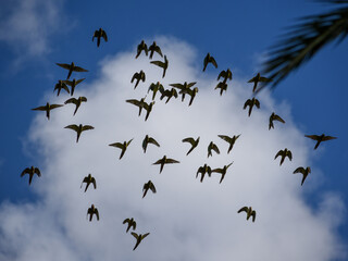 large group of maroon-bellied parakeet (Pyrrhura frontalis) flying