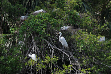 A Great Egret perched on a tree branch in a rookery with nesting Egrets.