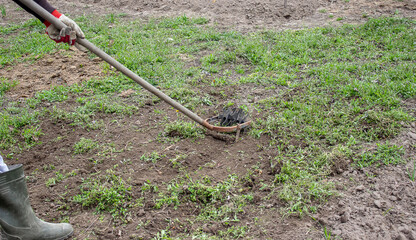 Cleaning weeds on the farm, vegetable garden garden.