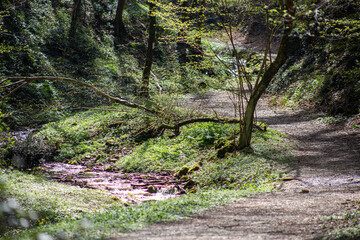 paesaggio di montagna con fiume