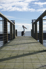 Pelican on a boardwalk