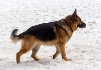 German shepherd