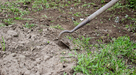 Cleaning weeds on the farm, vegetable garden garden.