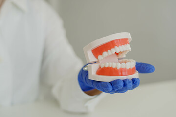 Fototapeta na wymiar Woman dentist orthodontist in white lab coat holding jaw tooth model in hand. Oral hygiene concept.