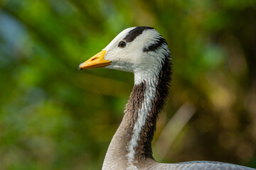 Close up of a bar-headed goose