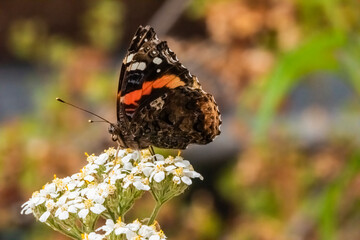 Red Admiral Butterfly (Vanessa atalanta) Feeding on Common Yarrow (Achillea millefolium) Blooms