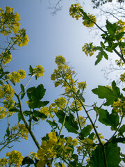 erba fiori e piante