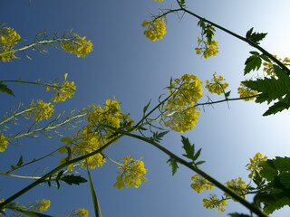 erba fiori e piante