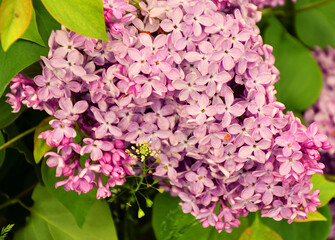 Flowers of ordinary lilac (Latin Syringa vulgaris) pale pink in the spring garden 