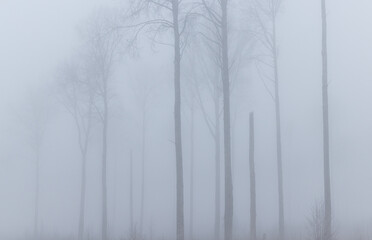 Fototapeta na wymiar Detail view of the leafless aspen tree stand in the dense early spring fog in woodland