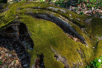 Forest moss is on an old tree.