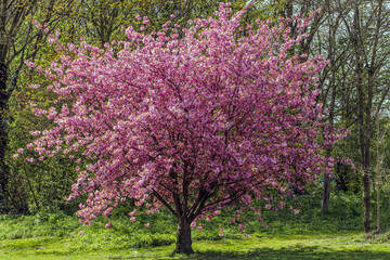 Naklejka premium blooming tree in spring
