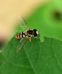 fly on leaf