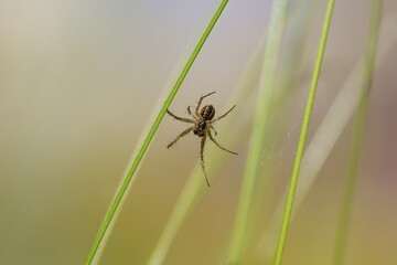 Macro d'araignée