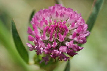 macro de fleur de trèfle
