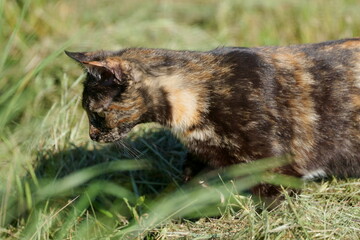 Chat en chasse