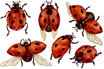 Set of watercolor ladybugs. Summer insect illustration.