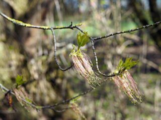 Beautiful flower of a tree. It has small leaves and long fibers blowing in the wind.