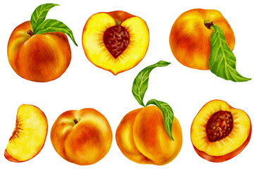 Set of watercolor ripe peaches, nictarines. Summer fruit illustration.