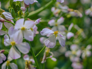 春の野原に咲く満開のナノハナ