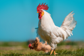 White rooster