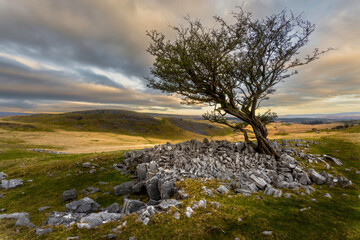 A solo tree on the Brecon Beacons