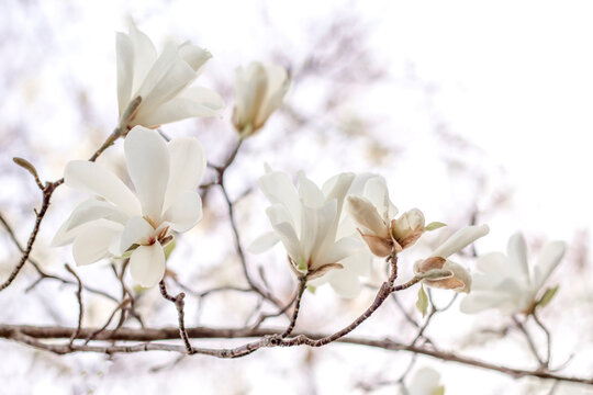 Nice white magnolia tree flowers spring day close up
