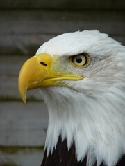 portrait of a American bald eagle