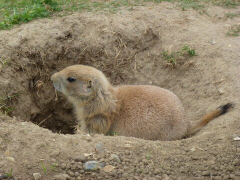 prairie dog on the ground