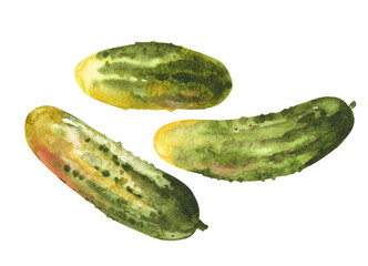 Watercolor cucumbers. Three fresh cucumbers from the garden
