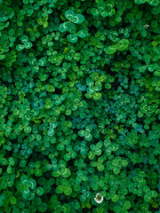 green leaves background