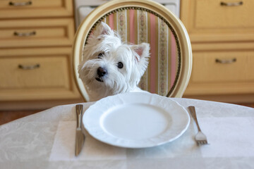 White dog West White Terrier sits at the dining table in the kitchen in front of an empty plate