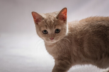 A beautiful thoroughbred British kitten plays in the studio.